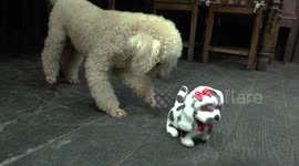 Poodle confronts a toy dog