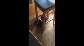 Cat chases tail
