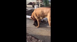 Cat and dog buddies