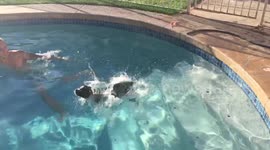 Boston terrier