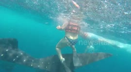 Diver swims with huge whale shark