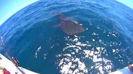 Fishermen encounter giant whale shark in Florida