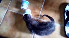 Un chaton, un pot et un fou-rire!