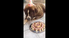 Dog gets cake and festive hat for birthday