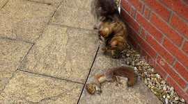 Squirrel's Final Moments