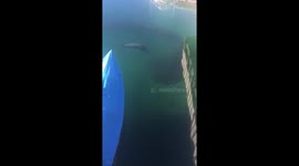 Seal lion hunts school of fish