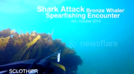 Spearfishing Shark Attack