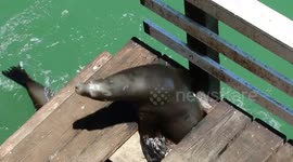 Sea lions squeeze through hole in pier