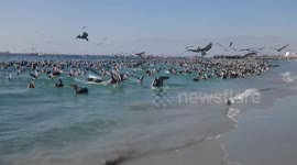 Mejillones gran bandada de pájaros ( pelícanos)   comiendo anchoveta que se está barando