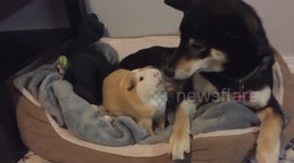 Shiba inu dog and guineapig playing