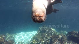 Curious sea lion pup tires to bite camera