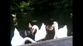 Three Male Swans eat food together on Hot day in July 2016