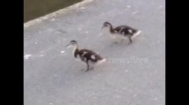 5 Ducklings with Mother Duck july 2016