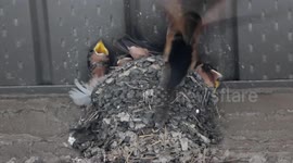 Baby Birds Feeding