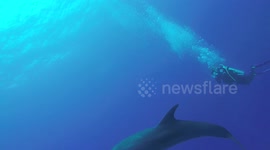 Diving with playful dolphins in French Polynesia