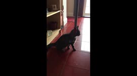 Jackson the cat and a Hoover!!