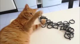 A piece of string and a cat...