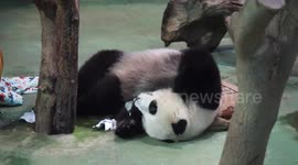 Giant panda Yuan Zai celebrates third birthday