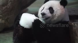 The Giant Panda Yuan Zai ate her 3th birthday ice cake