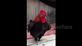 Rooster with one claw breaks its other claw to help it balance