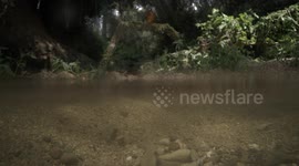Kingfisher Dive Captured in Slow Motion