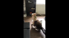 Cat Confounded By Paper Bag