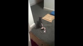 Kittens New Favorite Toy