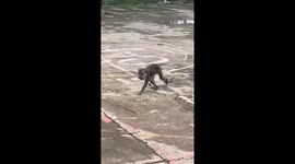 Monkey's tail stepped on during training in West Cikarang, Indonesia