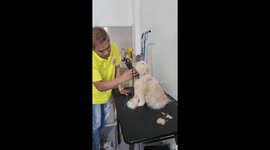 Cat behaves while being groomed in Nueva Ecija, Philippines