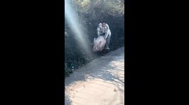 Man enjoys a playful ride on a pig in Guizhou, China