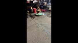 Dog runs on a circular treadmill in Shandong, China