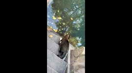 Cat successfully catches a fish in Suzhou, China