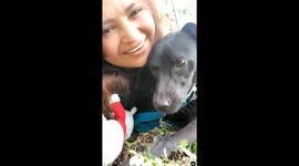 Black Labrador playing with a woman. Slow motion video with added audio background