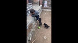 Toddler chased by puppies and loses slippers in Hebei, China