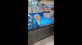 Crocodile escapes from fish tank, startling onlookers in Sichuan, China