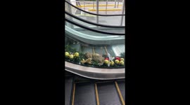 Stray cat naps in Christmas decorations on escalator
