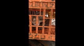 Near-snake bite encounter in Banjarbaru, Indonesia