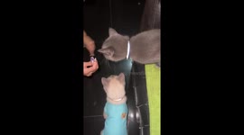 Cat bites another’s tongue while eating treats in Batangas City, Philippines