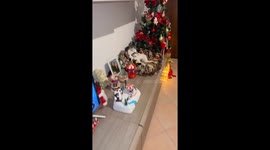 Cat relaxes among Nativity figurines in Casalpusterlengo, Italy