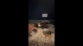 Guinea pigs tug-of-war over cucumber in Shrewsbury, England, UK