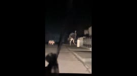 Ostrich followed by pig walks the street in Łukowa, Poland