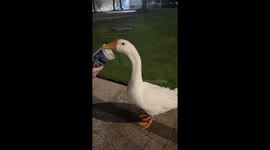 White goose drinks from a cup in Ningbo, China