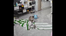 Cat tries to wake sleeping companion in Inner Mongolia