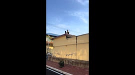 Dogs spotted standing on a roof in Shandong