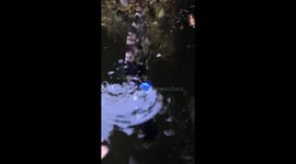 Person catches Aluterus scriptus with bare hands in Delray Beach, Florida