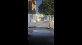 Video captures curious cats interacting with tortoise in Paraguay
