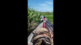Man Rides Half-Submerged Horse in Estero Iberá, Argentina