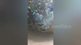 Locals rescue mother cow stuck at the bottom of well