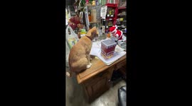 Pet cat baffled by Santa Claus chimney toy