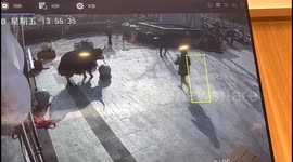 Yak's brutal attack leaves woman injured outside noodle shop in China
